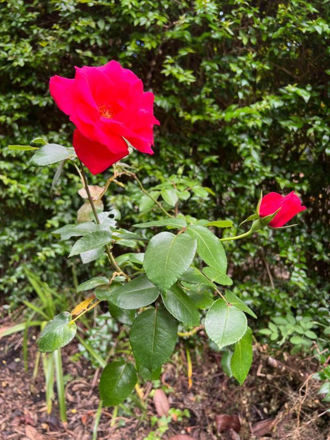 Rosa Do Canto Monte  외부 사진